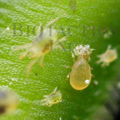 Neoseiulus Californicus - MI Beneficials