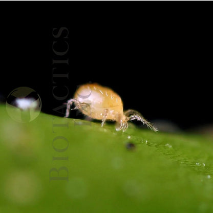 Neoseiulus Californicus - MI Beneficials