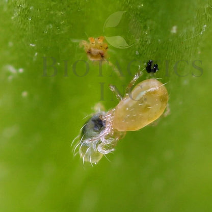 Neoseiulus Californicus - MI Beneficials