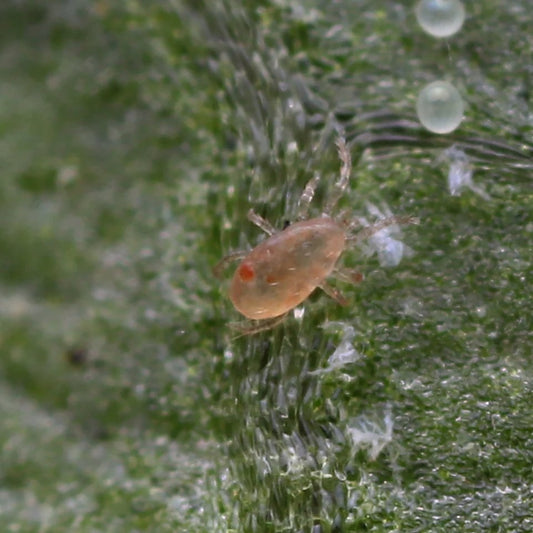 Spider Mite Control – MI Beneficials