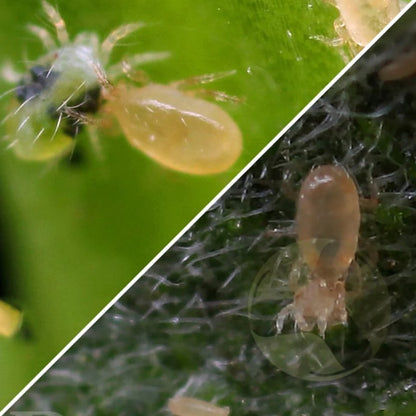 Occidentalis and Californicus Combo - MI Beneficials