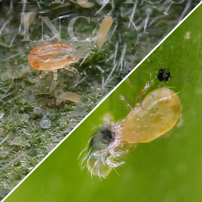 Occidentalis and Californicus Combo - MI Beneficials