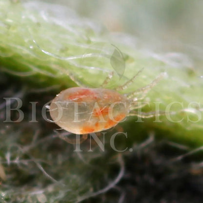 Occidentalis and Californicus Combo - MI Beneficials