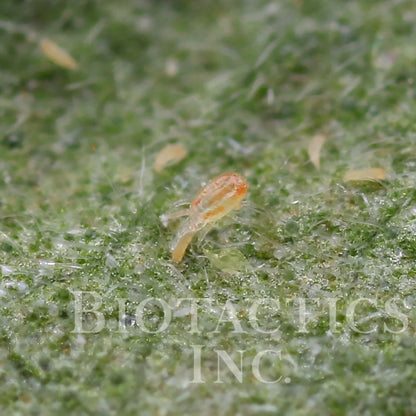 Occidentalis and Californicus Combo - MI Beneficials