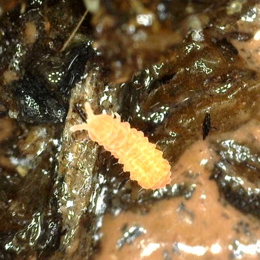 Springtails – MI Beneficials
