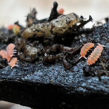 Orange Springtails (Yuukianura aphoruroides) - MI Beneficials