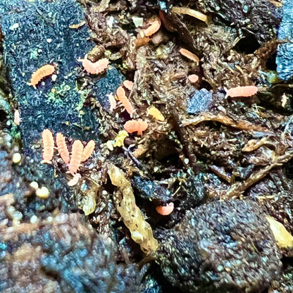 Orange Springtails (Yuukianura aphoruroides) - MI Beneficials