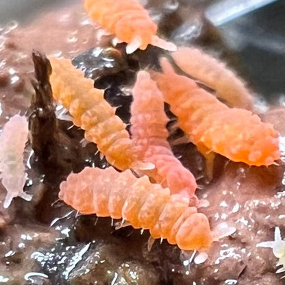 Orange Springtails (Yuukianura aphoruroides) - MI Beneficials