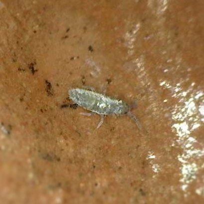 Pearlescent Springtails (Lepidocyrtus Sp.) - MI Beneficials