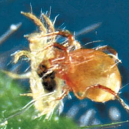 Phytoseiulus Persimilis - MI Beneficials