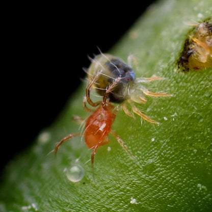 Phytoseiulus Persimilis - MI Beneficials