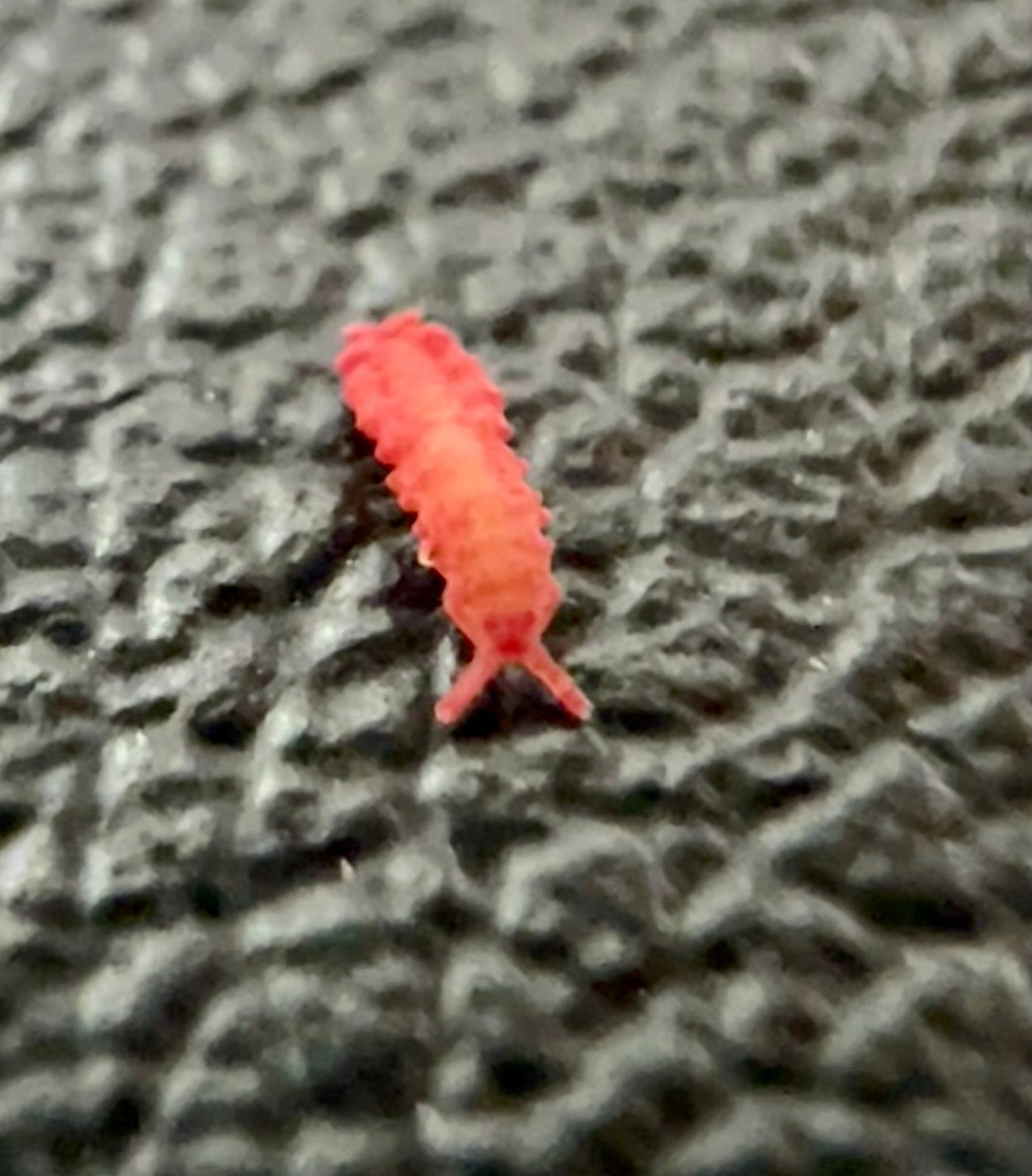 Thai Red Springtails (Lobella sp.) – MI Beneficials