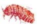 Thai Red Springtails (Lobella sp.) – MI Beneficials
