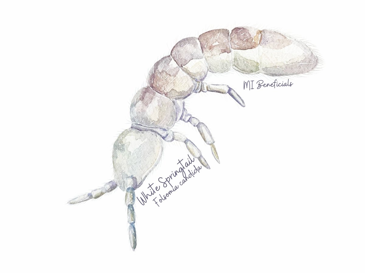 Ready-to-go Temperate Springtail Kit Rear Springtails Easily – MI ...