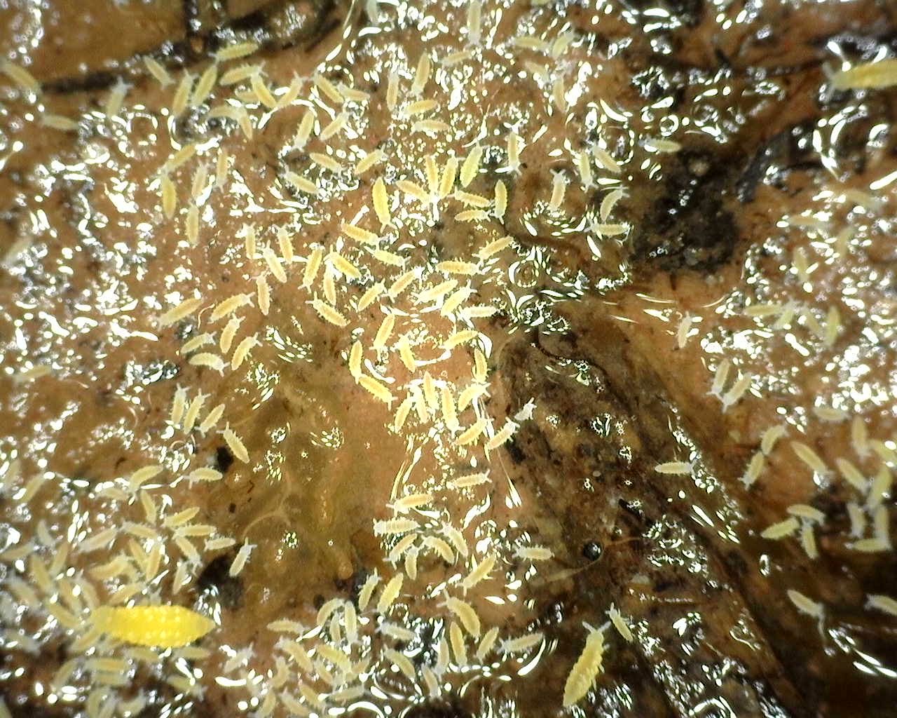 Yellow Springtails (Ceratophysella Sp.