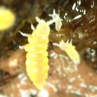 Yellow Springtails (Ceratophysella Sp. "Albino") - MI Beneficials